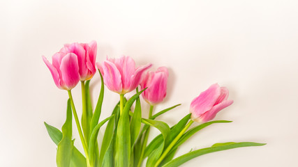 Tulip. Pinktulips, bouquet of tulips, tulips macro, tulips in bouquet, beautiful tulips, colorful tulips, green tulips petals, tulips on white, isolated tulips on white background.