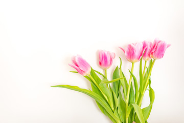 Tulip. Pinktulips, bouquet of tulips, tulips macro, tulips in bouquet, beautiful tulips, colorful tulips, green tulips petals, tulips on white, isolated tulips on white background.