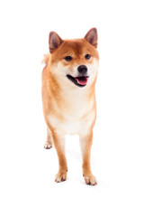 Shiba inu. Dogs are sitting. Red-haired Japanese dog. A happy domestic pet.