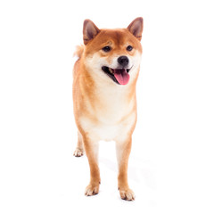 Siba inu. Red dog sits on a white background. Japanese dog smiling