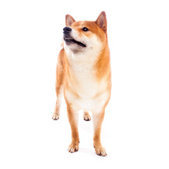 Siba inu. Red dog sits on a white background. Japanese dog smiling