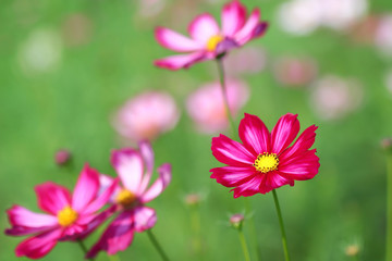 Colorful mexican aster or cosmos bipinnatus flower field blooming in nature garden  outdoor blurred green leaf background