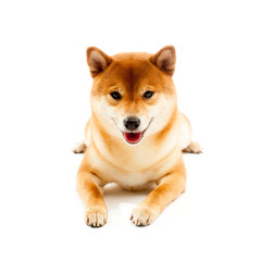 Siba inu. Red dog sits on a white background. Japanese dog smiling