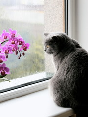 Gray scottish cat. A fluffy pet sits and looks out the window. Rainy weather. Pink orchid in a pot.