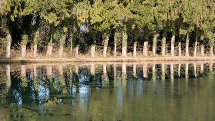 reflection of trees in water