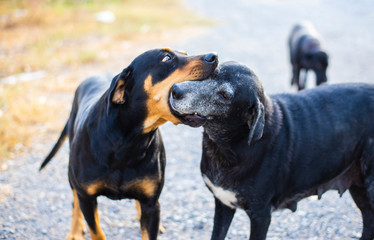 A pair of black dogs playing with each other