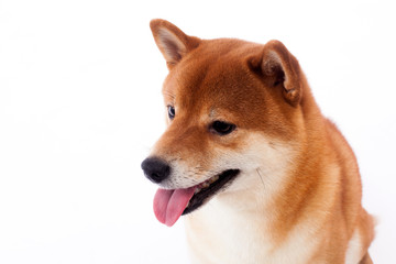 Siba inu. Red dog sits on a white background. Japanese dog smiling