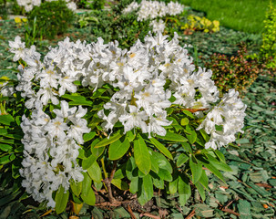white rhododendron flowers similar to a bride bloom in spring in a park in Ukraine