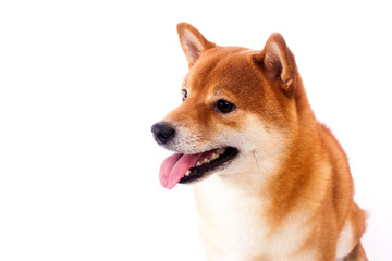 Siba inu. Red dog sits on a white background. Japanese dog smiling