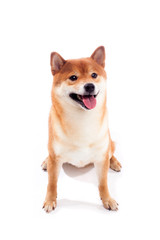 Siba inu. Red dog sits on a white background. Japanese dog smiling