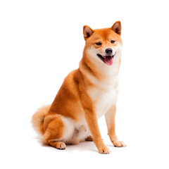 Siba inu. Red dog sits on a white background. Japanese dog smiling