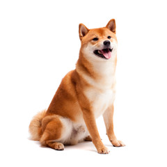 Siba inu. Red dog sits on a white background. Japanese dog smiling
