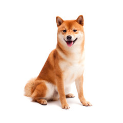 Siba inu. Red dog sits on a white background. Japanese dog smiling