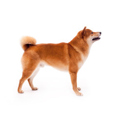 Siba inu. Red dog sits on a white background. Japanese dog smiling