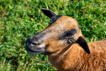 Fototapeta premium portrait of a goat