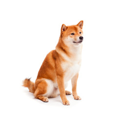 Siba inu. Red dog sits on a white background. Japanese dog smiling