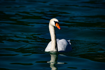 Swan swimming in lake