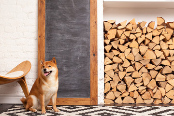 Siba inu in the room. Red dog sits in the interior. Japanese breed of dogs. Chalkboard with space for text, logs.