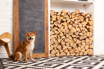 Siba inu in the room. Red dog sits in the interior. Japanese breed of dogs. Chalkboard with space for text, logs.