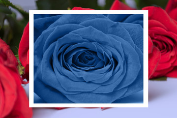 Creative layout made with red and toned in classic blue roses and white frame. Spring minimal concept. Nature background. Postcard. Wedding and Valentines day concept