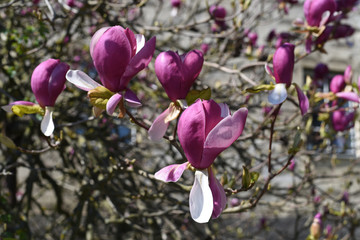 Pink flowers of magnolia in garden.