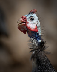 Guinea Fowl