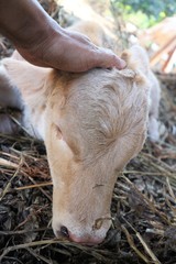 The newborn baby cow is sleeping for the owner to catch.