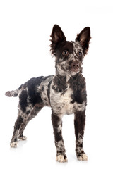 puppy mudi in studio