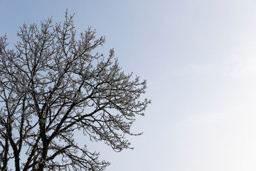 tree in winter