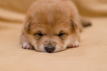 portrait of a red puppy