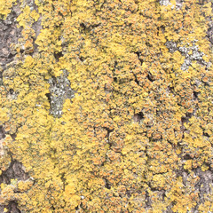 background with fur. the texture