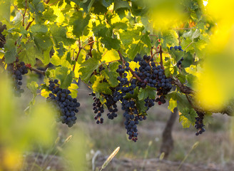 Close up of red merlot grapes in vineyard. St Emilion, Gironde, Aquitaine. France