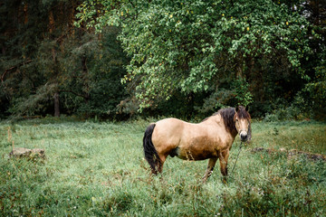 Naklejka na ściany i meble Chestnut horse standing in the field in spring. Animal portrait.