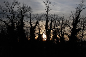 Sonnenuntergang im Winter im Wald