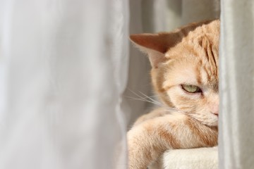 睨む猫アメリカンショートヘアー