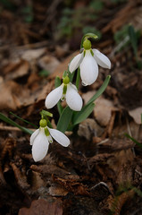 Threesome of blooming snowdrop flowers growing on the ground, the first sign of spring. Seasonal spring background.
