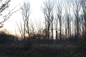 Sonnenuntergang im Winter im Wald
