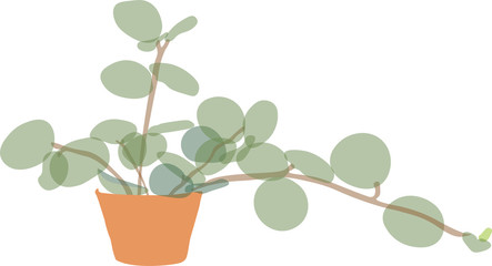 Peperomia hope (Peperomia Rotundifolia) in pot, isolated flat illustration white background