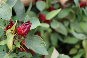 Red Roselle's flowers and green leaves background.