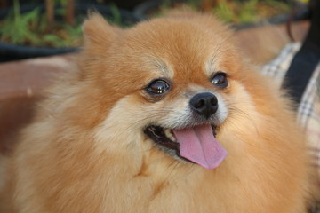 Light brown of Pomeranian's face and stick out tongue.
