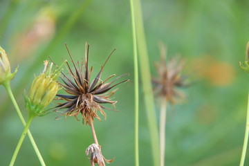 Seeds of Yellow Cosmos and green leaves background.