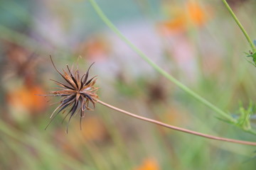 Black seeds of  Thai yellow Cosmos on dry brown branch and blur background.