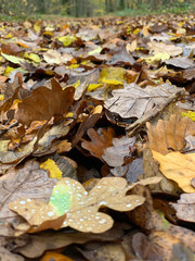 automne