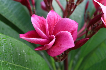 Dark pink  Plumeria or Frangipani flower blooming on branch and green leaves background with droplets are on.