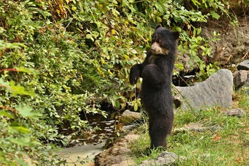 Very rare and shy andean bear in nature habitat. Unique photo of  andean or spectacled bears. Tremarctos ornatus.