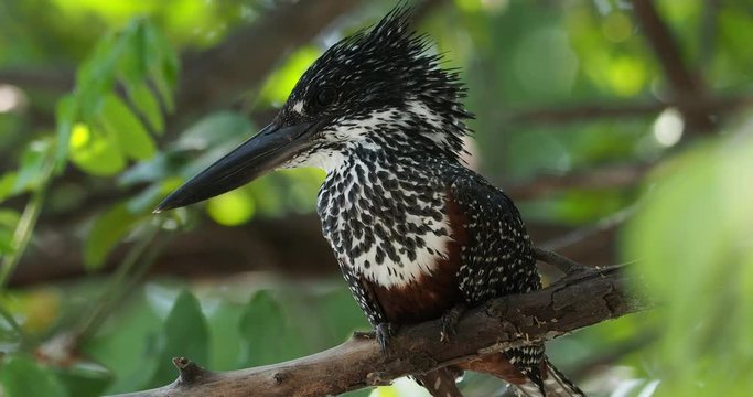 Giant Kingfisher - Megaceryle maxima  is the largest kingfisher in Africa, where it is a resident breeding bird. Orange and pied black and white color with strong bill.
