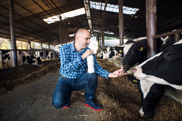 Farmer standing at cow's farm and holding bottle of fresh milk while cows eating hay in background....