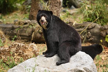 Very rare and shy andean bear in nature habitat. Unique photo of  andean or spectacled bears. Tremarctos ornatus.