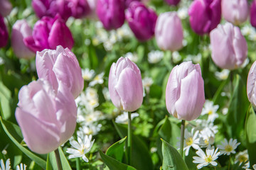 Tulip fields bloom in spring
