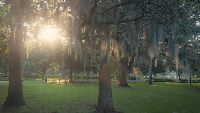 Aerial: Spanish moss on oak trees with sun shining through the trees. Forsyth Park,  Savannah, Georgia, USA.